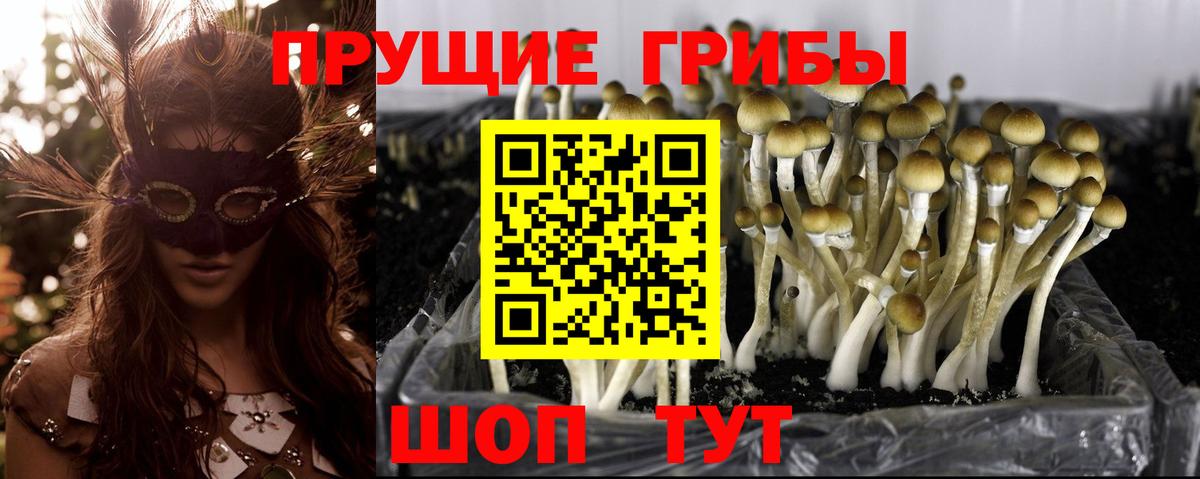 Озёрск  Псилоцибиновые грибы GOLDEN TEACHER  Вход с VPN 